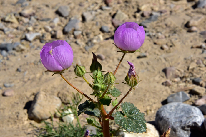 Desert Fivespot is a native annual, a forb or small sub-shrub that grows in dry sandy soils in desert scrub at elevations from 100 to 3,500 feet. Eremalche rotundifolia 